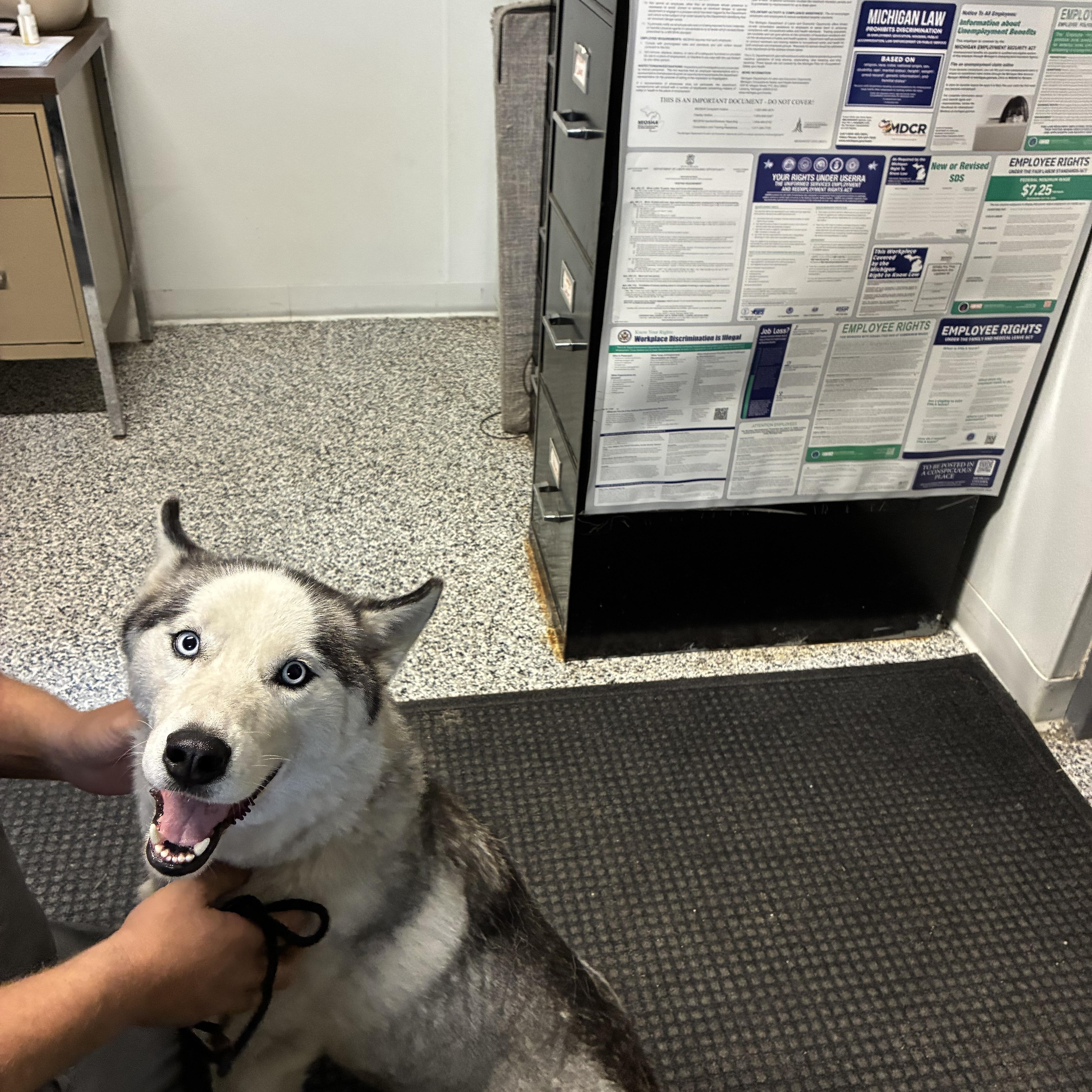 Enlarge Balto, a Adopted Siberian Husky in Kalkaska, MI image 3/3
