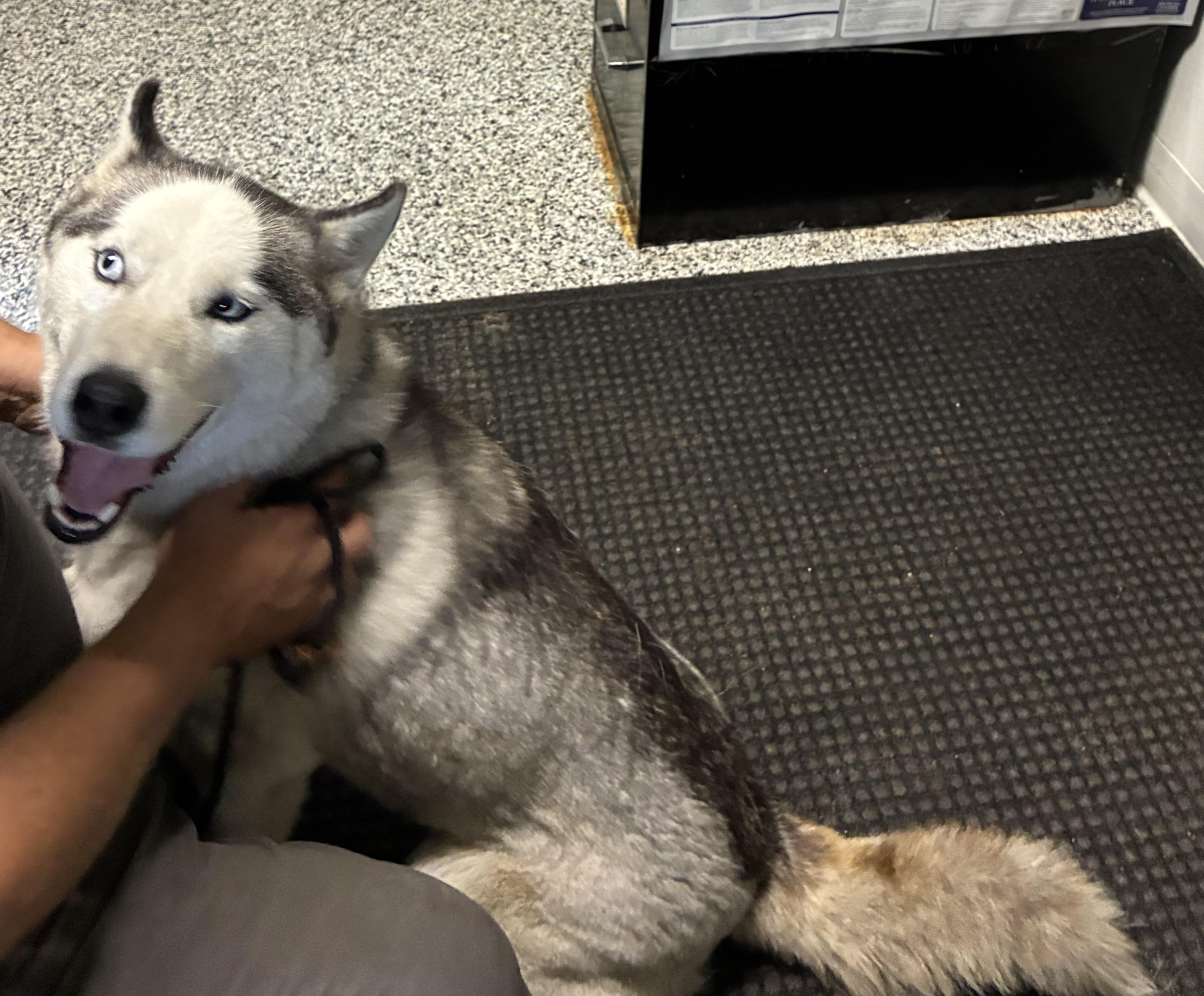 Enlarge Balto, a Adopted Siberian Husky in Kalkaska, MI image 2/3