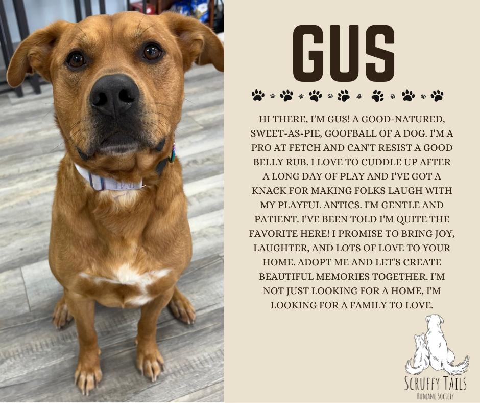 Gus photo 1