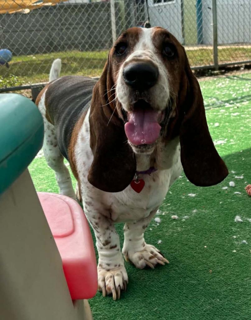 Enlarge Boe, a Adopted Basset Hound in Warren, MI image 1/6