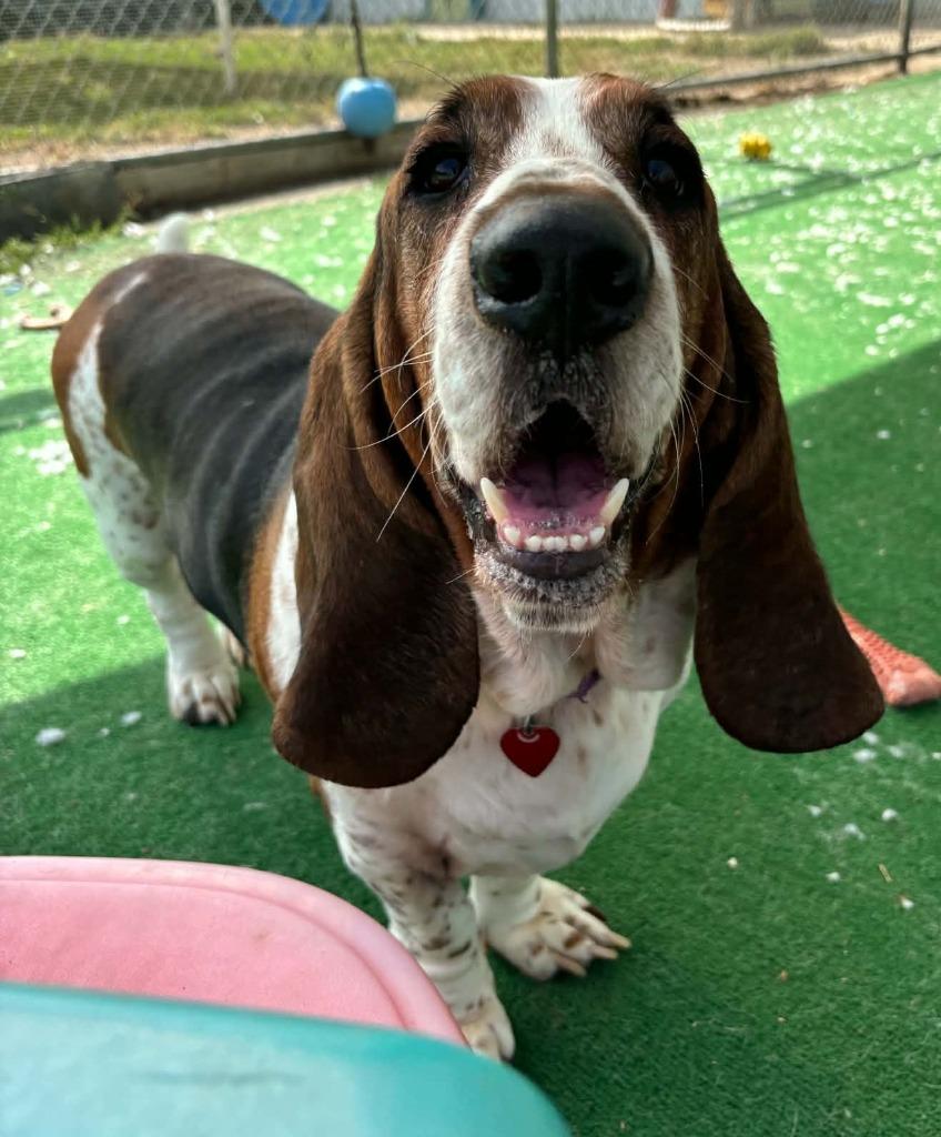 Enlarge Boe, a Adopted Basset Hound in Warren, MI image 2/6
