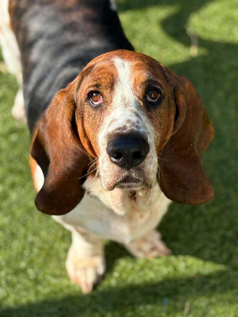 Enlarge Boe, a Adopted Basset Hound in Warren, MI image 3/6