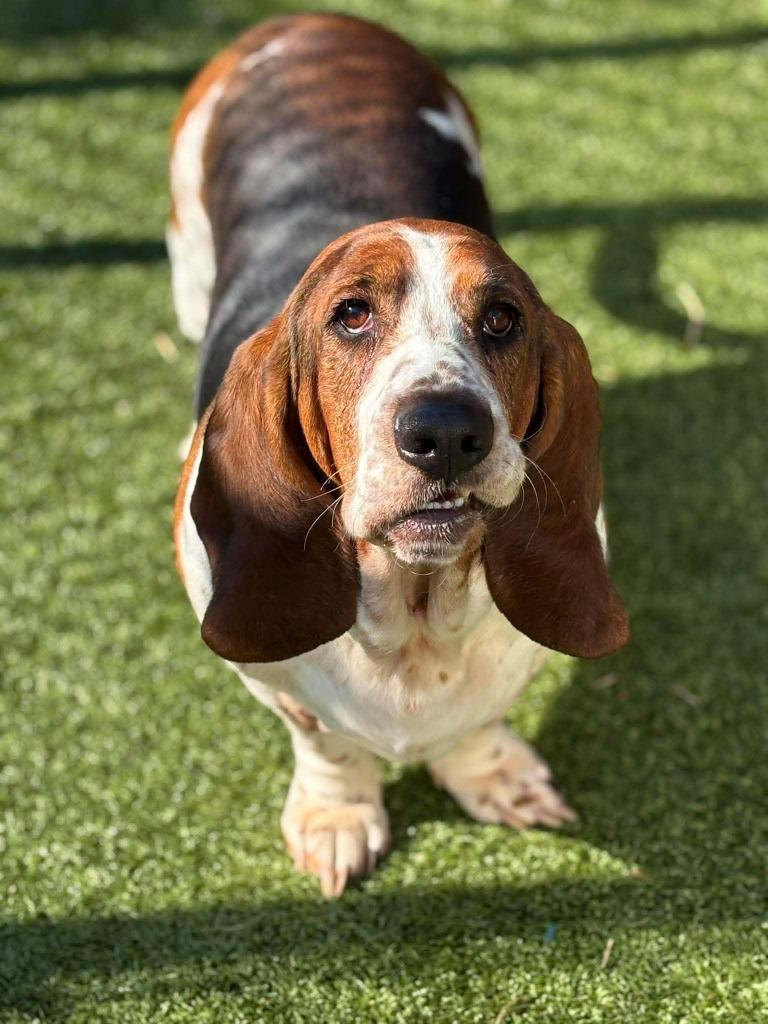 Enlarge Boe, a Adopted Basset Hound in Warren, MI image 4/6