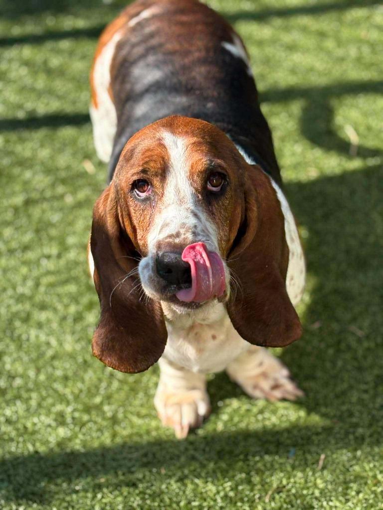 Enlarge Boe, a Adopted Basset Hound in Warren, MI image 5/6