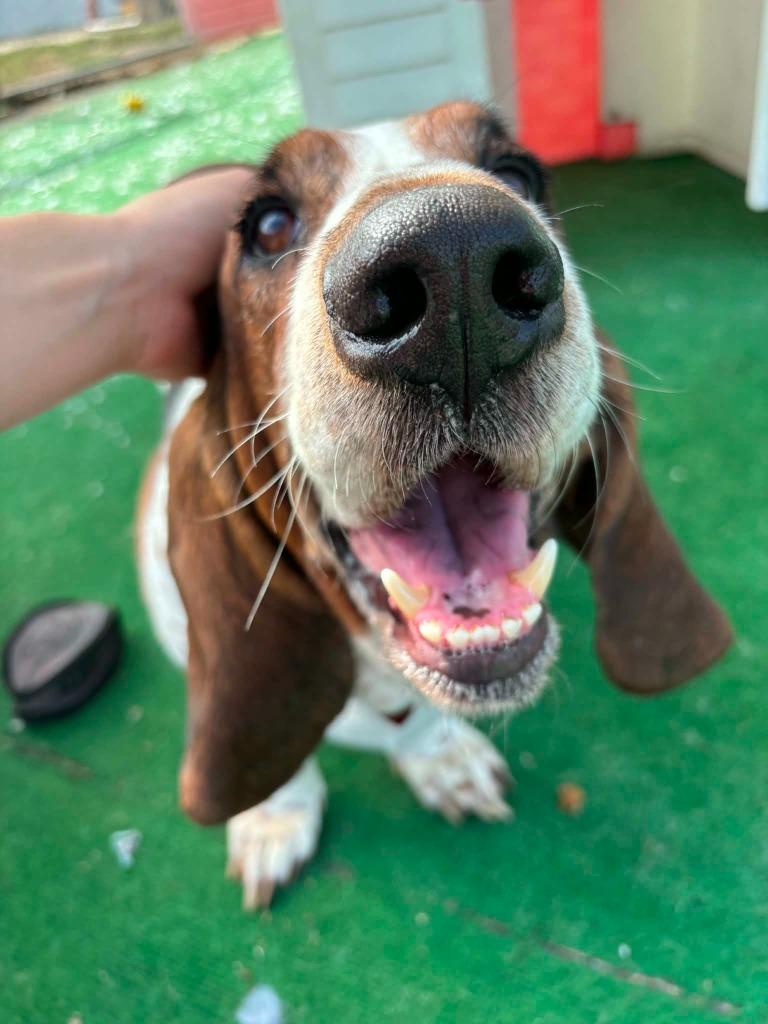 Enlarge Boe, a Adopted Basset Hound in Warren, MI image 6/6