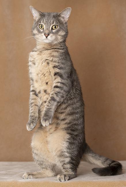 Enlarge Figgy Fields, a Adoptable Tabby in Chicago, IL image 2/6