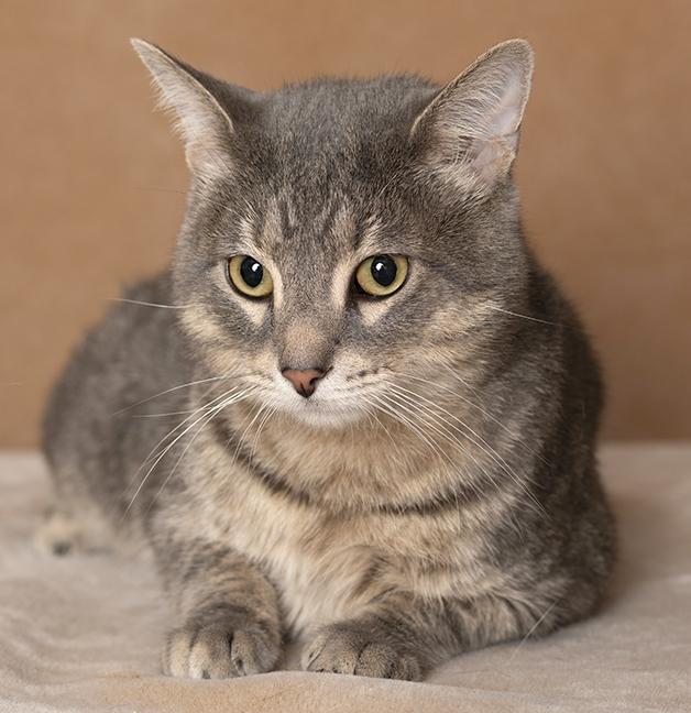 Enlarge Figgy Fields, a Adoptable Tabby in Chicago, IL image 6/6