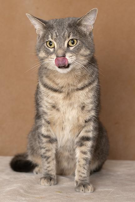 Enlarge Figgy Fields, a Adoptable Tabby in Chicago, IL image 4/6