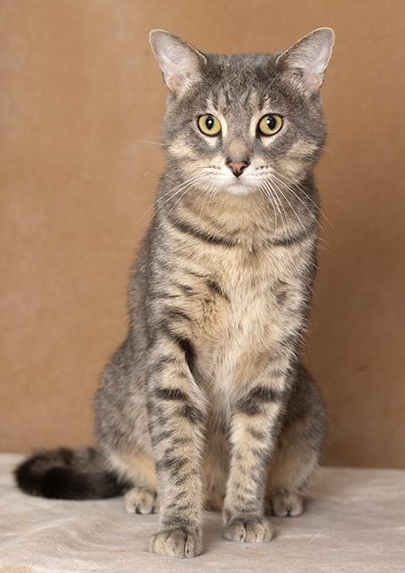 Enlarge Figgy Fields, a Adoptable Tabby in Chicago, IL image 3/6