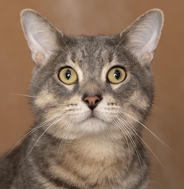 Enlarge Figgy Fields, a Adoptable Tabby in Chicago, IL image 1/6