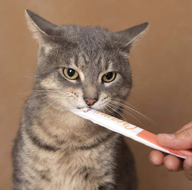 Enlarge Figgy Fields, a Adoptable Tabby in Chicago, IL image 5/6