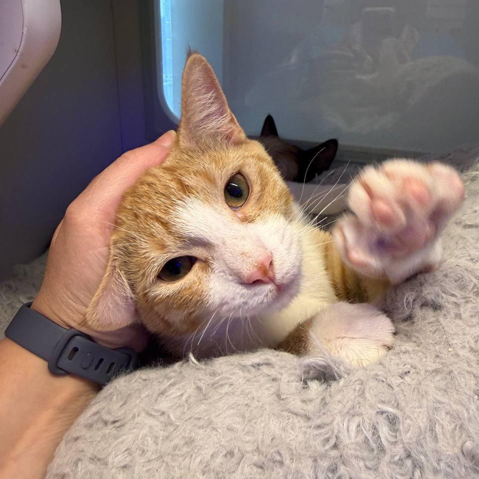 Brick, Adoptable, Kitten Male Domestic Short Hair.
