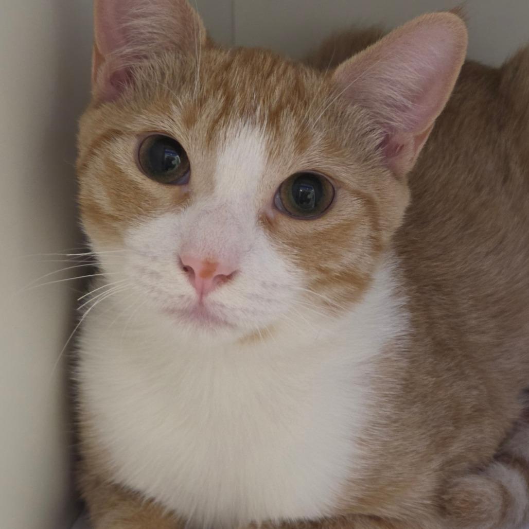Enlarge Brick, a Adoptable Domestic Short Hair in New York, NY image 2/3