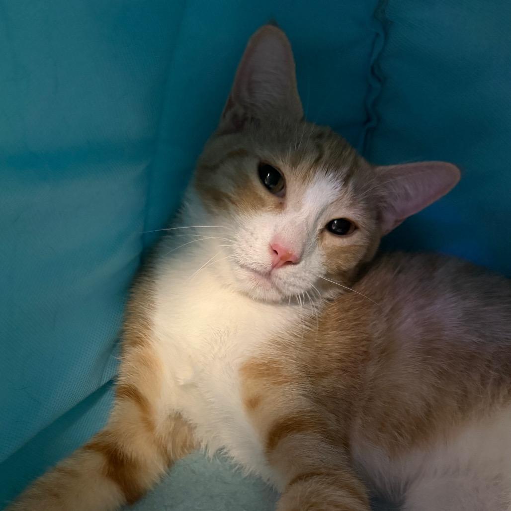 Enlarge Brick, a Adoptable Domestic Short Hair in New York, NY image 3/3