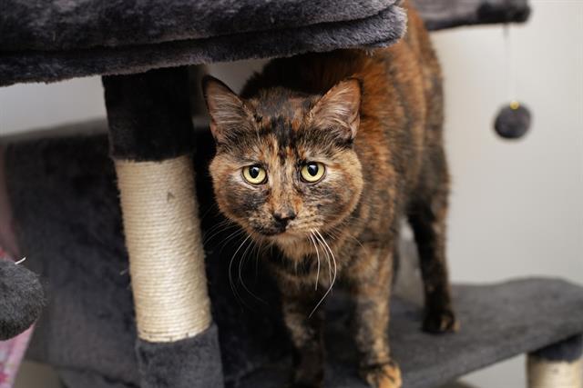 AUBREY, Adoptable, Adult Female Domestic Short Hair.