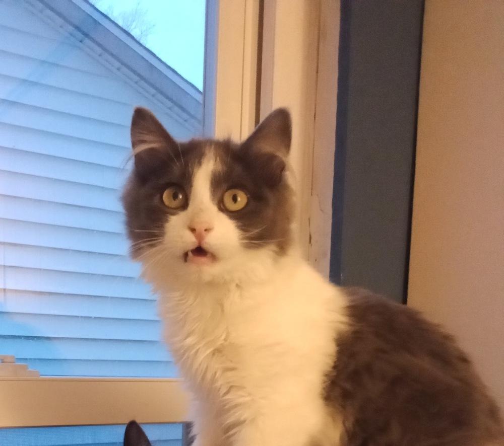 Maths: Hypotenuse (Hyp) - part of bonded pair, Adoptable, Kitten Male Domestic Short Hair.