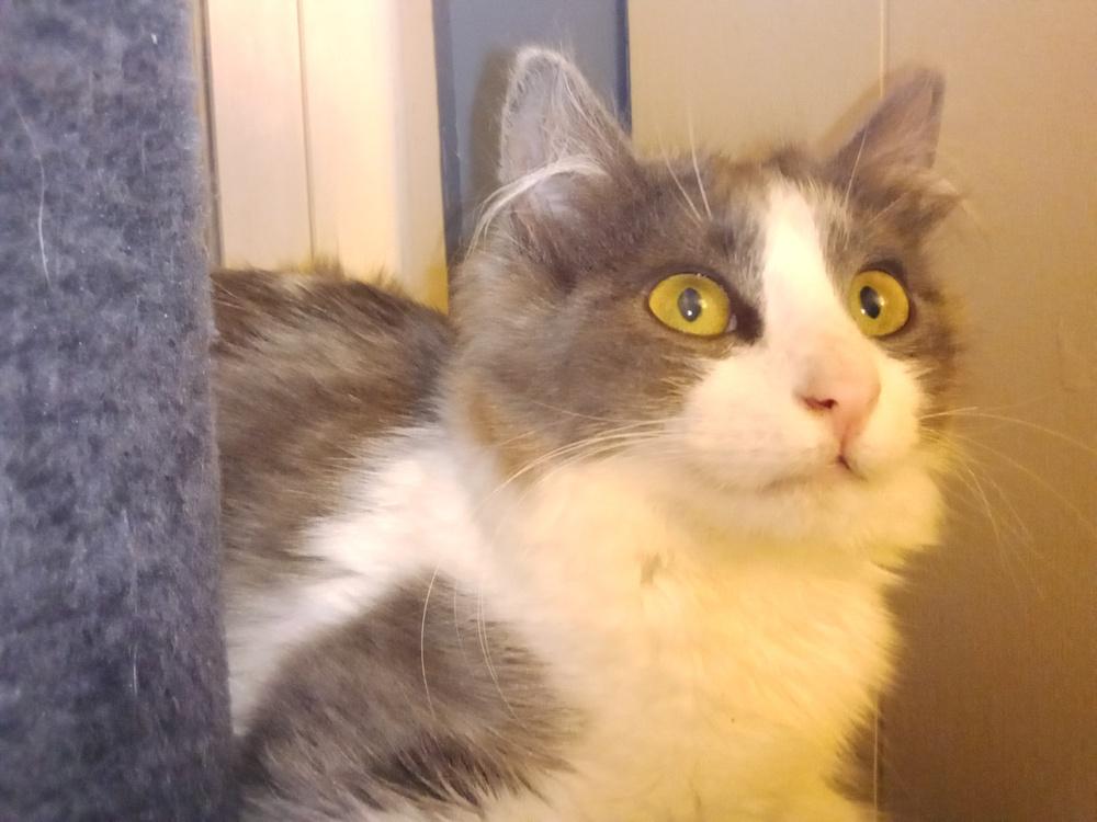 Enlarge Maths: Hypotenuse (Hyp) - part of bonded pair, a Adoptable mixed breed in Warren, CT image 3/6