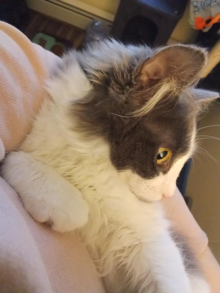 Enlarge Maths: Hypotenuse (Hyp) - part of bonded pair, a Adoptable mixed breed in Warren, CT image 4/6