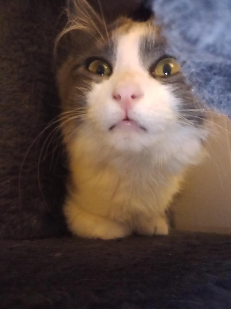 Enlarge Maths: Hypotenuse (Hyp) - part of bonded pair, a Adoptable mixed breed in Warren, CT image 5/6