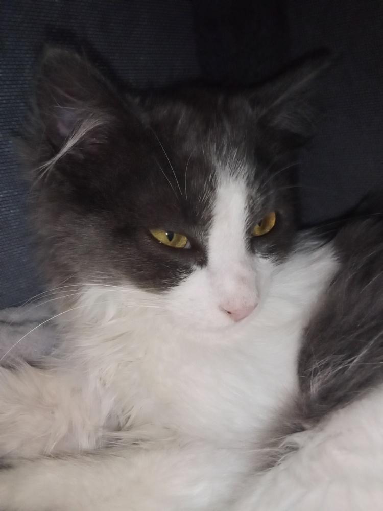 Enlarge Maths: Hypotenuse (Hyp) - part of bonded pair, a Adoptable mixed breed in Warren, CT image 6/6