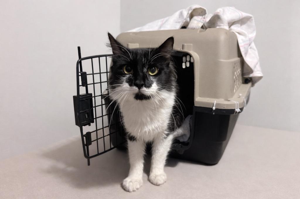 Enlarge Astro, a Adoptable mixed breed in New York, NY image 4/5