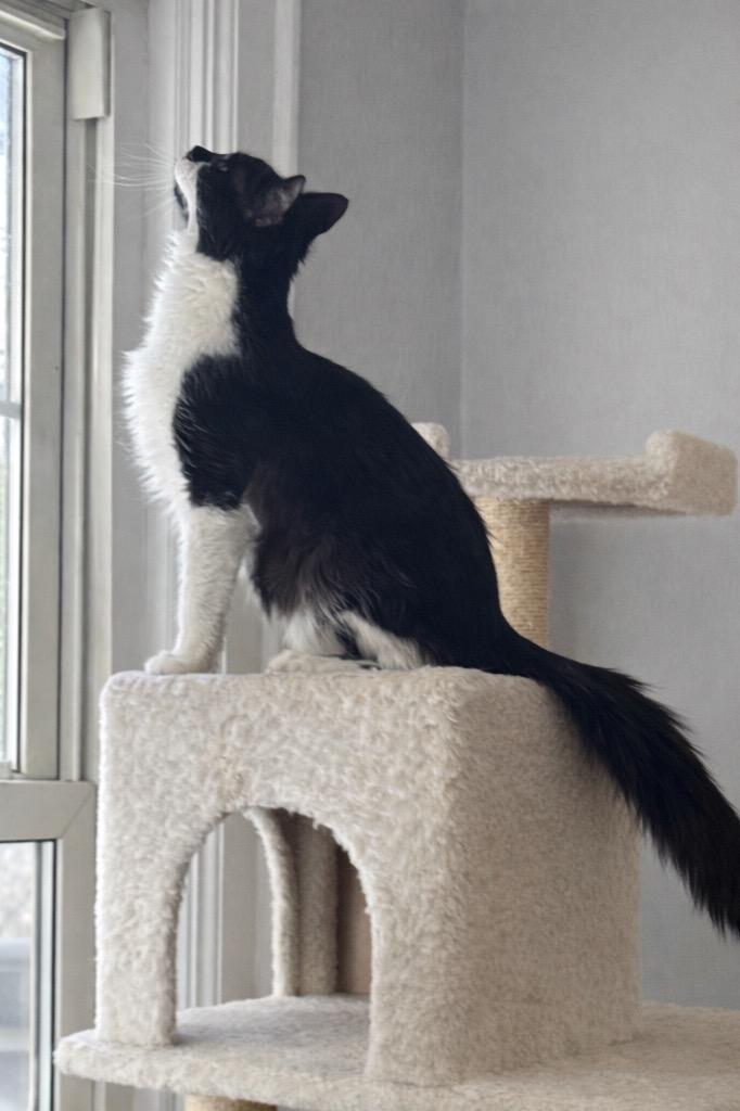 Enlarge Astro, a Adoptable mixed breed in New York, NY image 5/5