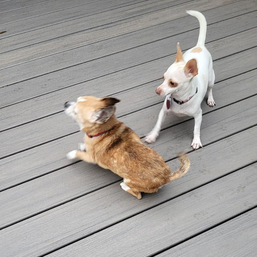 Chimiganga, a Adoptable Chihuahua in Dallas, TX image 4/4