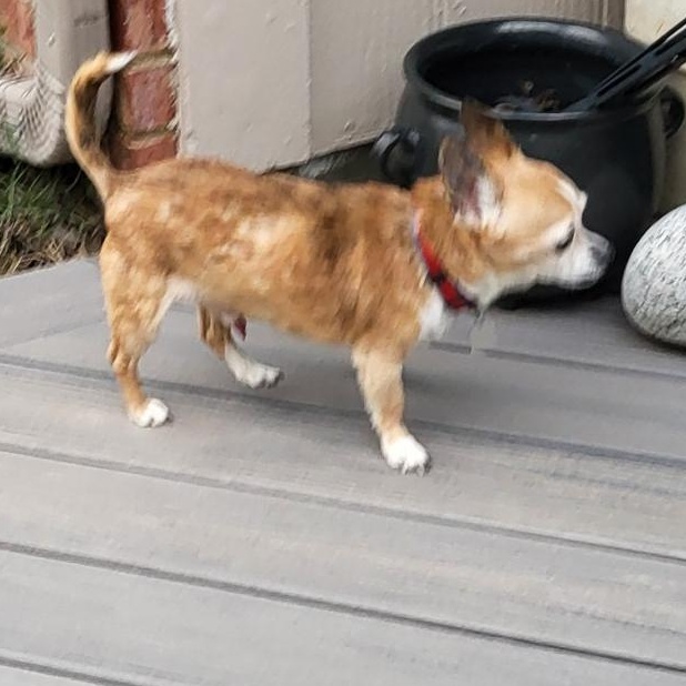 Chimiganga, a Adoptable Chihuahua in Dallas, TX image 3/4