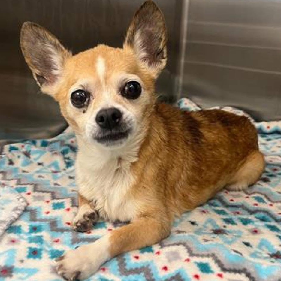 Chimiganga, a Adoptable Chihuahua in Dallas, TX image 1/4