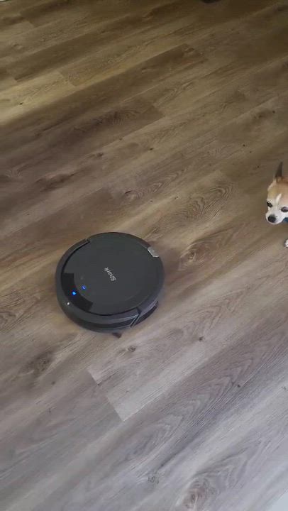 Enlarge Chimiganga, a Adoptable Chihuahua in Dallas, TX video 2/4