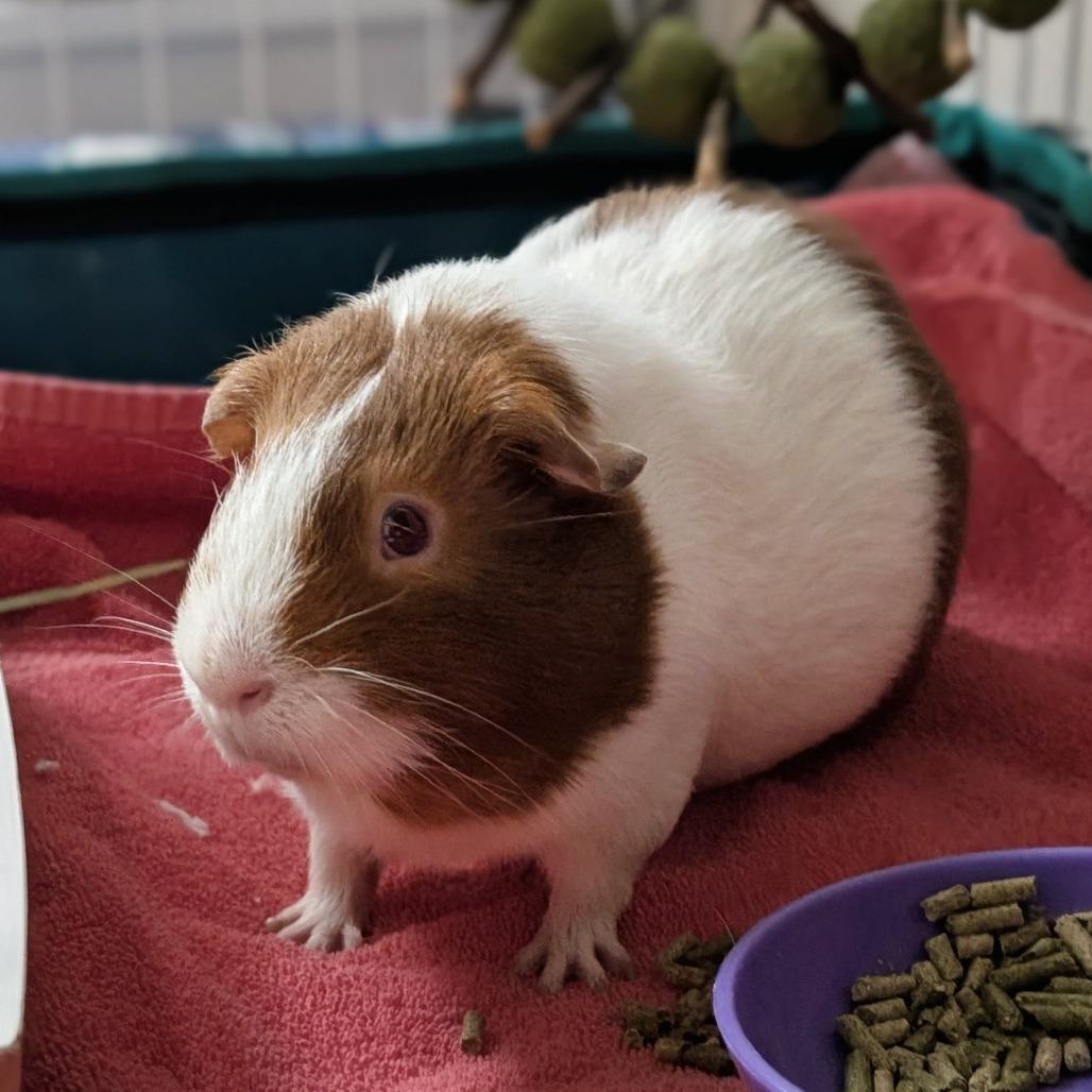 Whistler, a Adoptable Guinea Pig in Reno, NV image 1/3
