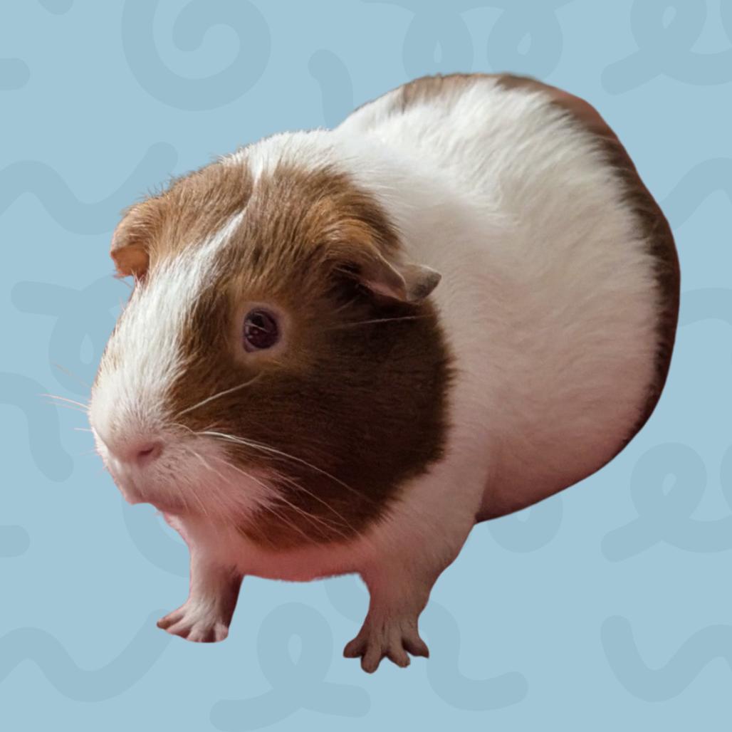Whistler, a Adoptable Guinea Pig in Reno, NV image 2/3