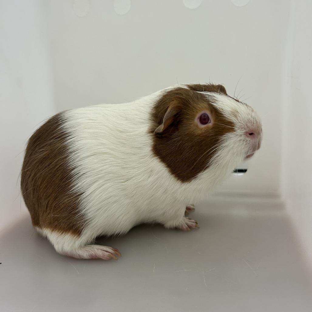 Whistler, a Adoptable Guinea Pig in Reno, NV image 3/3