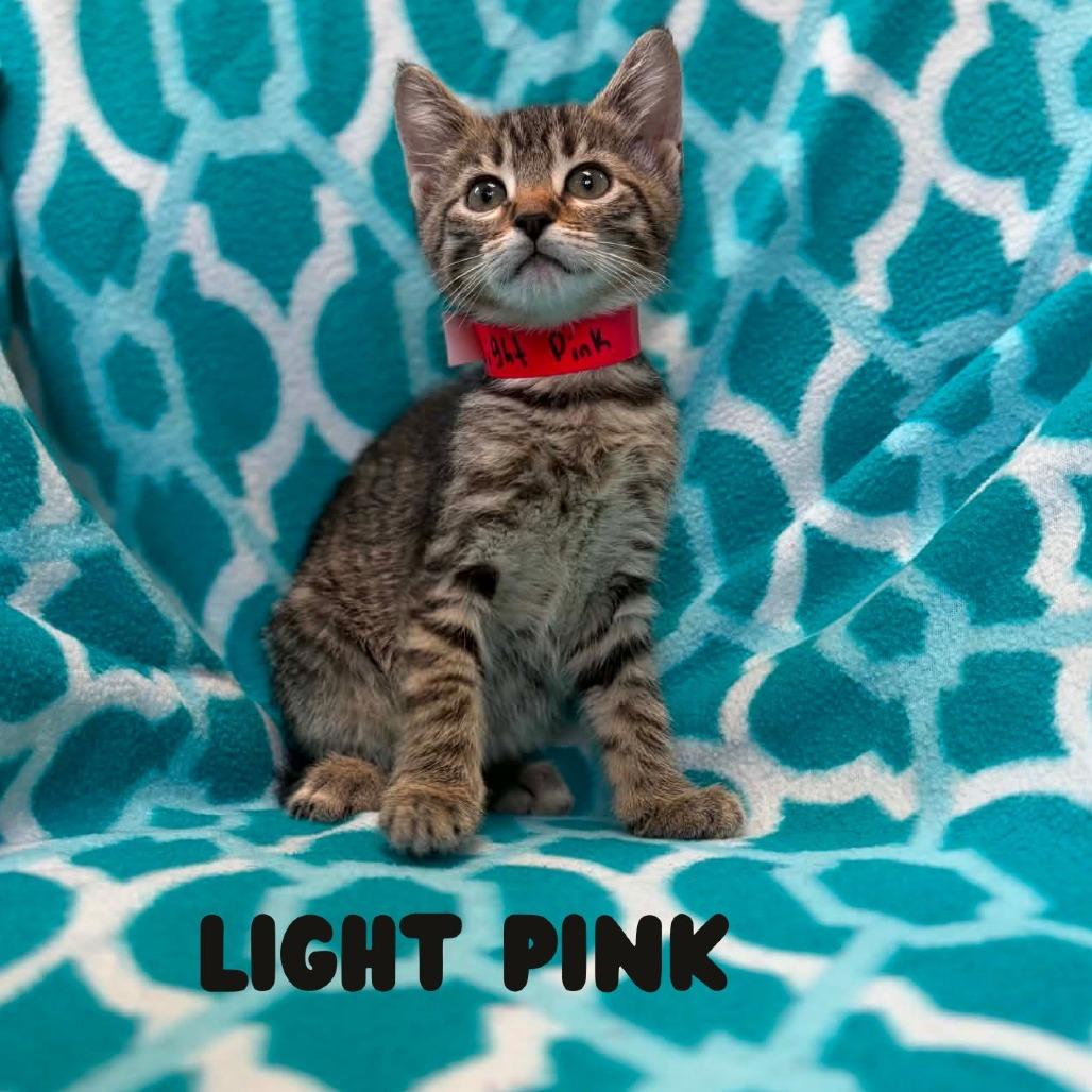 Lightning Bolt, Adoptable, Kitten Female Domestic Short Hair.
