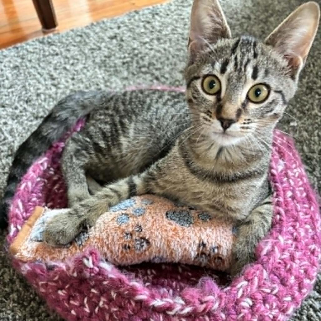 Enlarge Lightning Bolt, a Adoptable Domestic Short Hair in West Olive, MI image 2/6