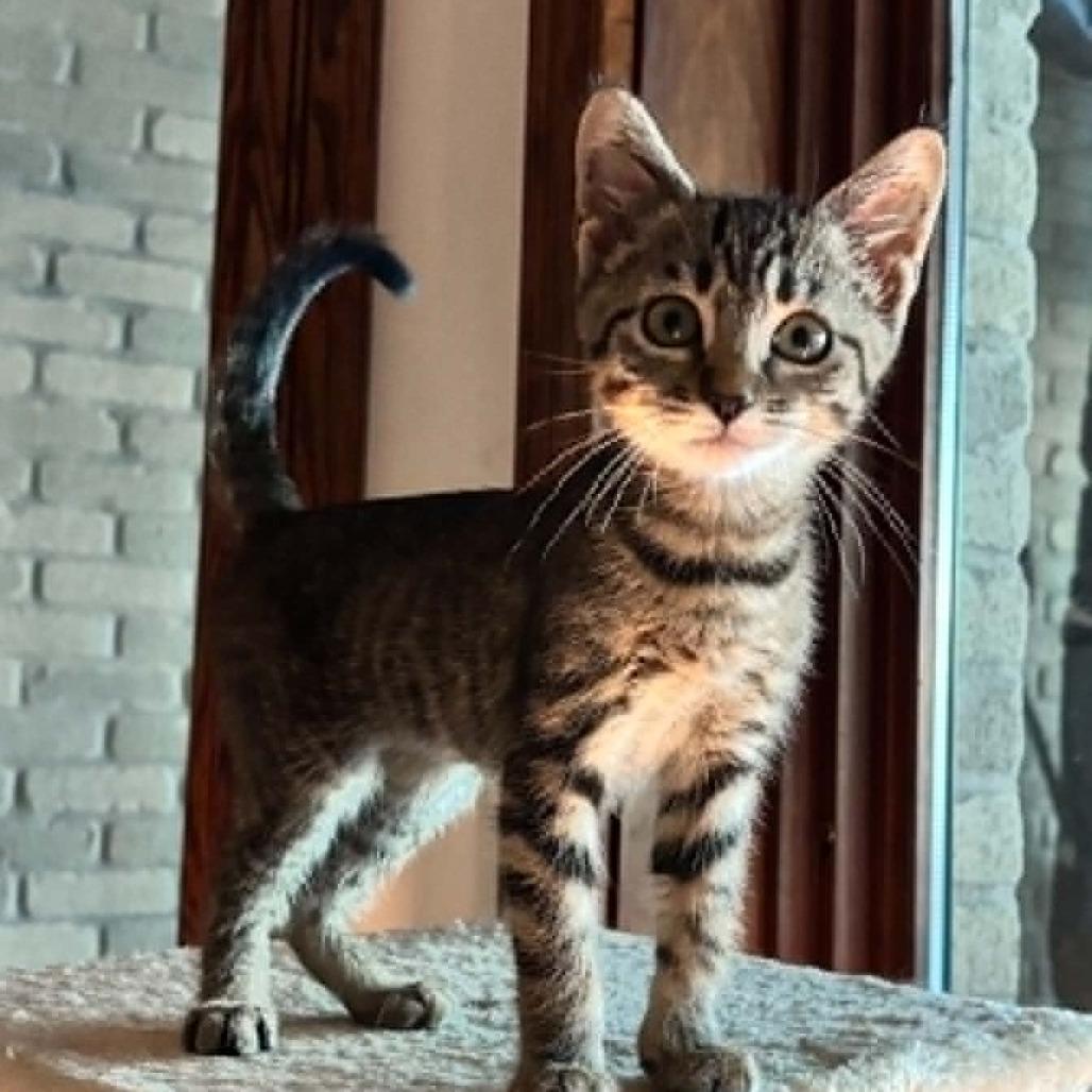 Enlarge Lightning Bolt, a Adoptable Domestic Short Hair in West Olive, MI image 4/6