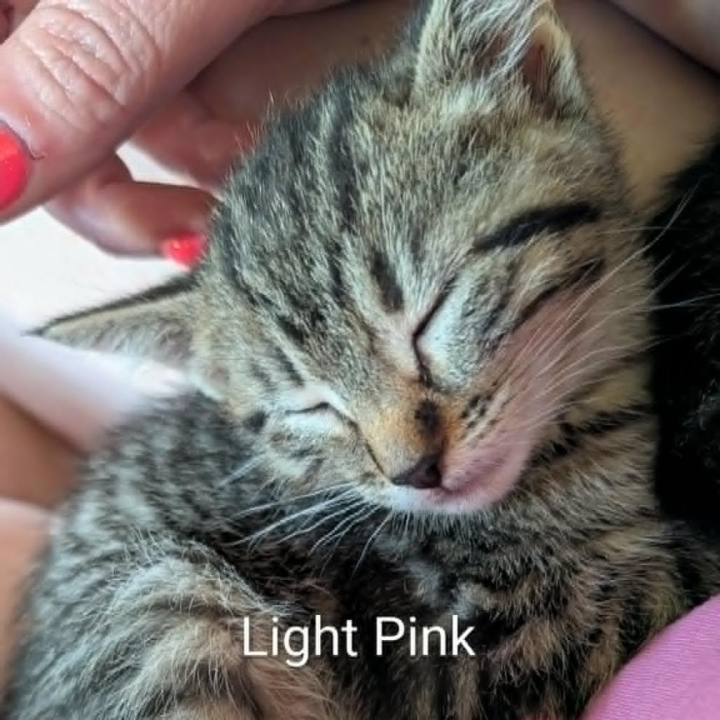 Enlarge Lightning Bolt, a Adoptable Domestic Short Hair in West Olive, MI image 5/6