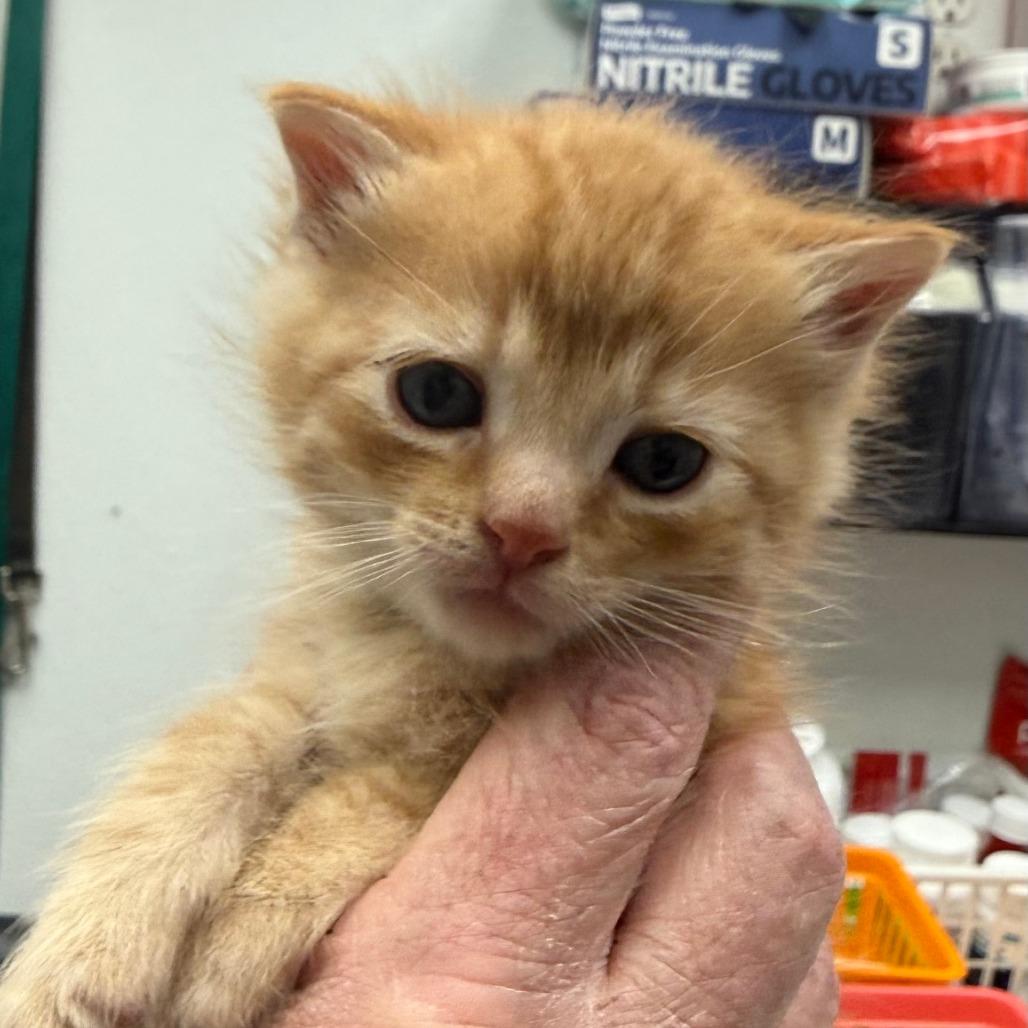 Casserole, Adoptable, Kitten Male Domestic Short Hair.