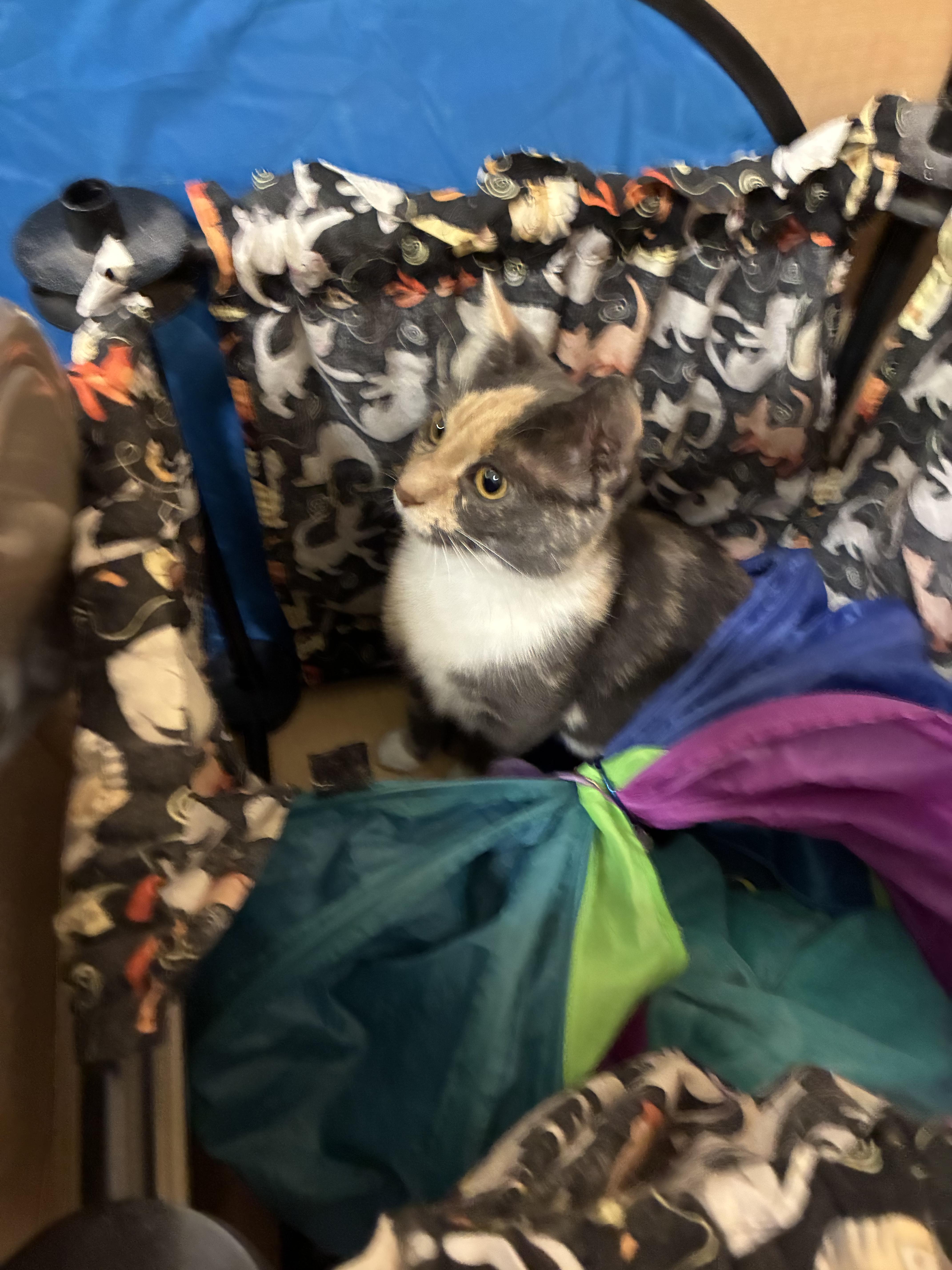 Delilah - Petsmart, Adoptable, Young Female Domestic Short Hair.