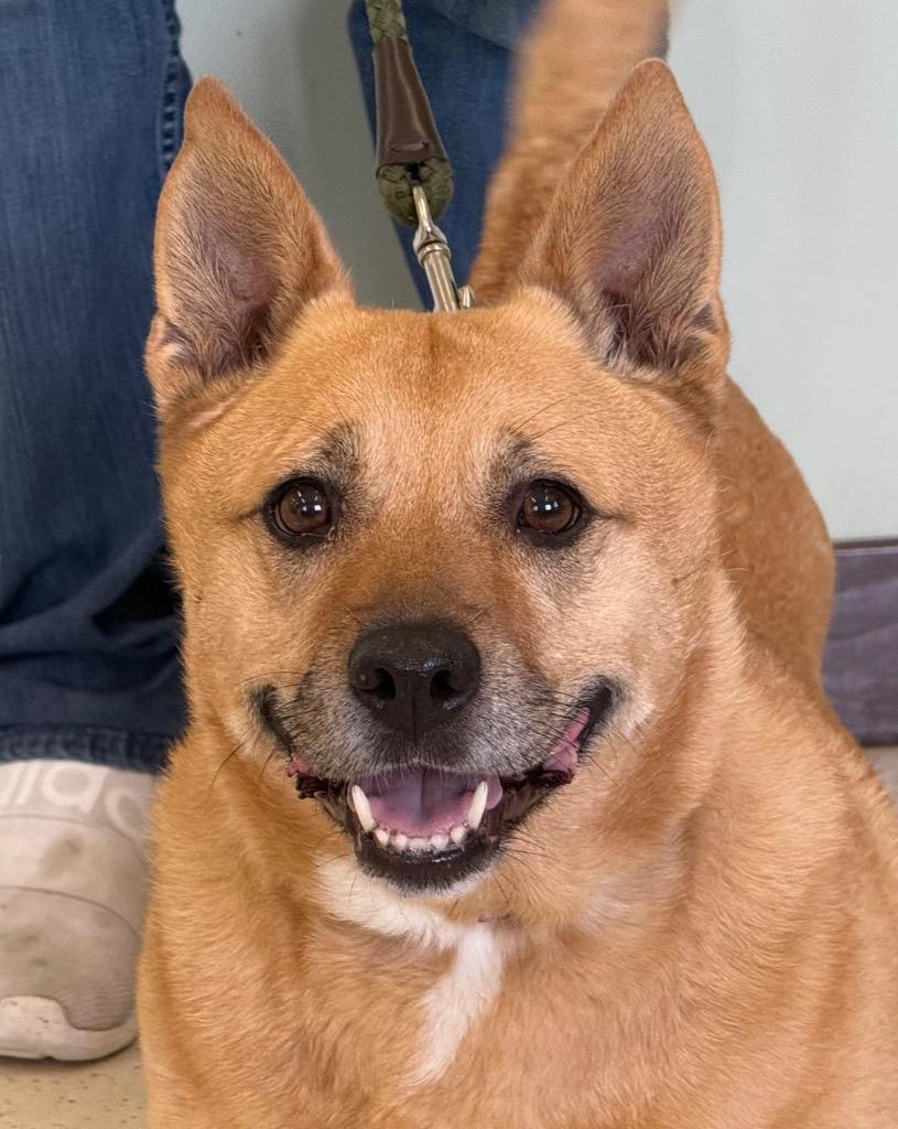 Zeva, ADOPTABLE, Adult Female Mixed Breed.