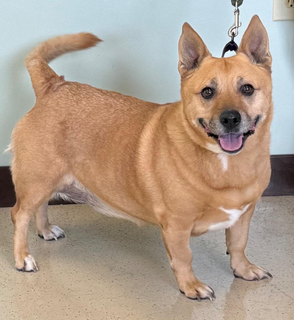 Enlarge Zeva, a ADOPTABLE mixed breed in Amery, WI image 4/4