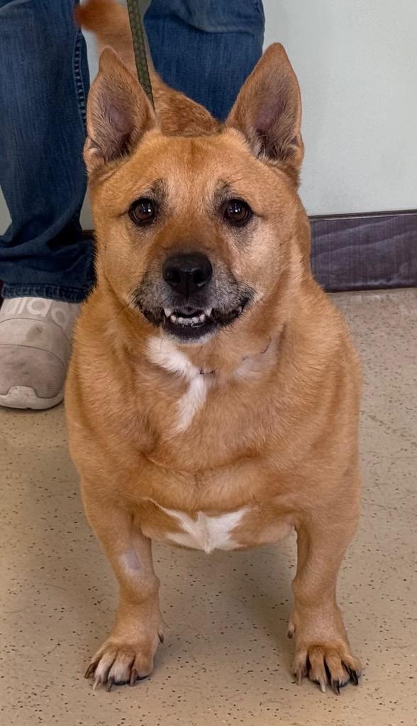 Enlarge Zeva, a ADOPTABLE mixed breed in Amery, WI image 3/4