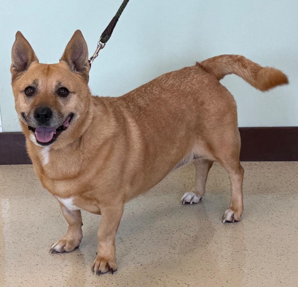 Enlarge Zeva, a ADOPTABLE mixed breed in Amery, WI image 2/4