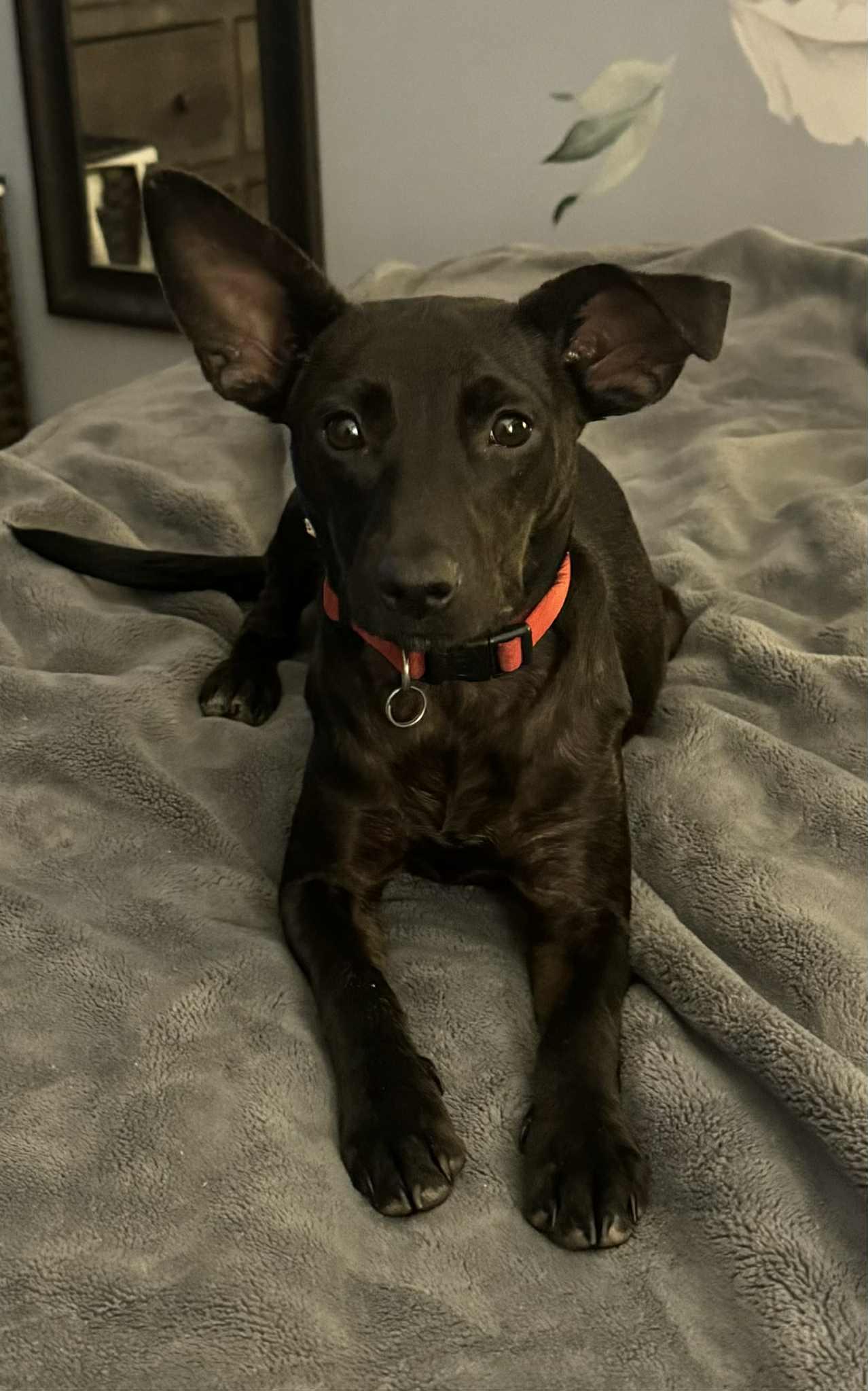 Sophie.....little sweet girl