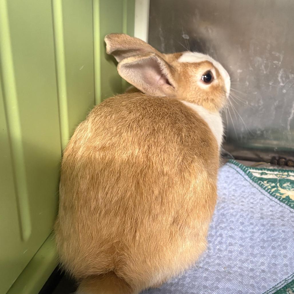 Enlarge Peter Pan, a Adoptable Bunny Rabbit in Winston-Salem, NC image 1/2