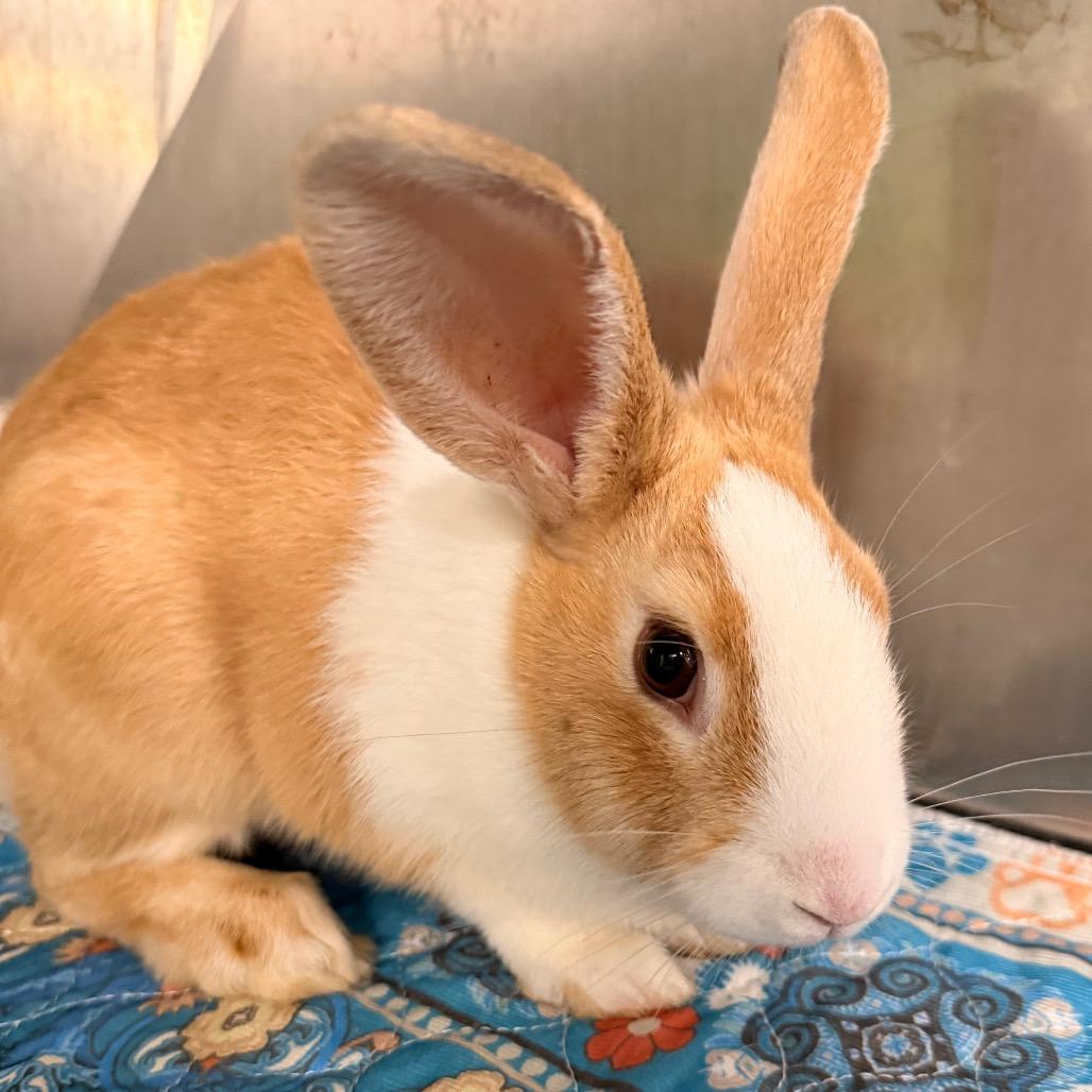 Enlarge Peter Pan, a Adoptable Bunny Rabbit in Winston-Salem, NC image 2/2