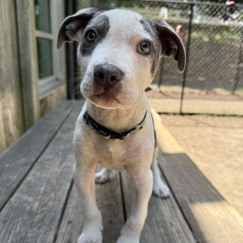 Lil Foot, adopted, Puppy Male Mixed Breed.