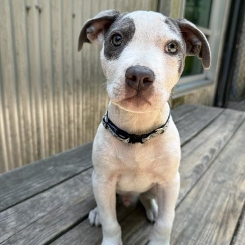 Enlarge Lil Foot, an adopted Mixed Breed in Charleston, SC image 2/2