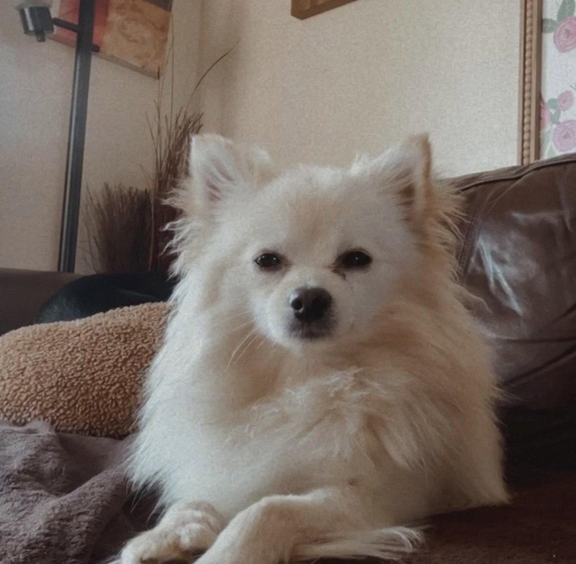 SUGIE, Adoptable, Young Female Pomeranian.