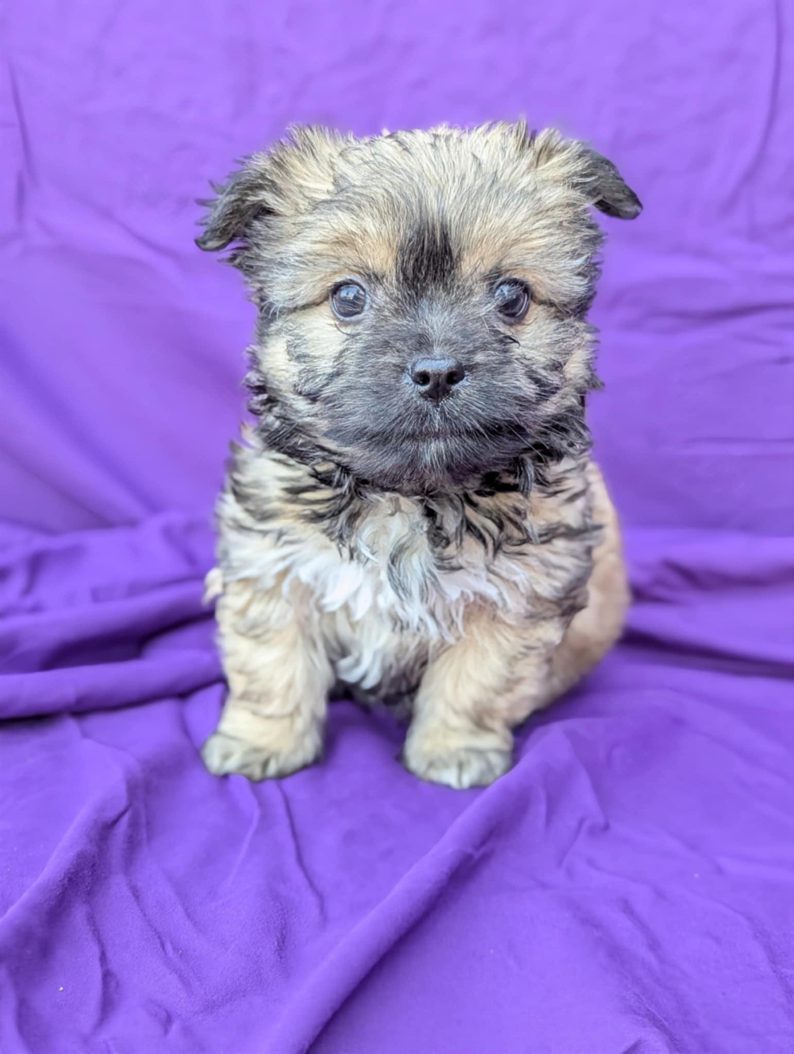 Mimosa, adopted, Puppy Female Terrier.